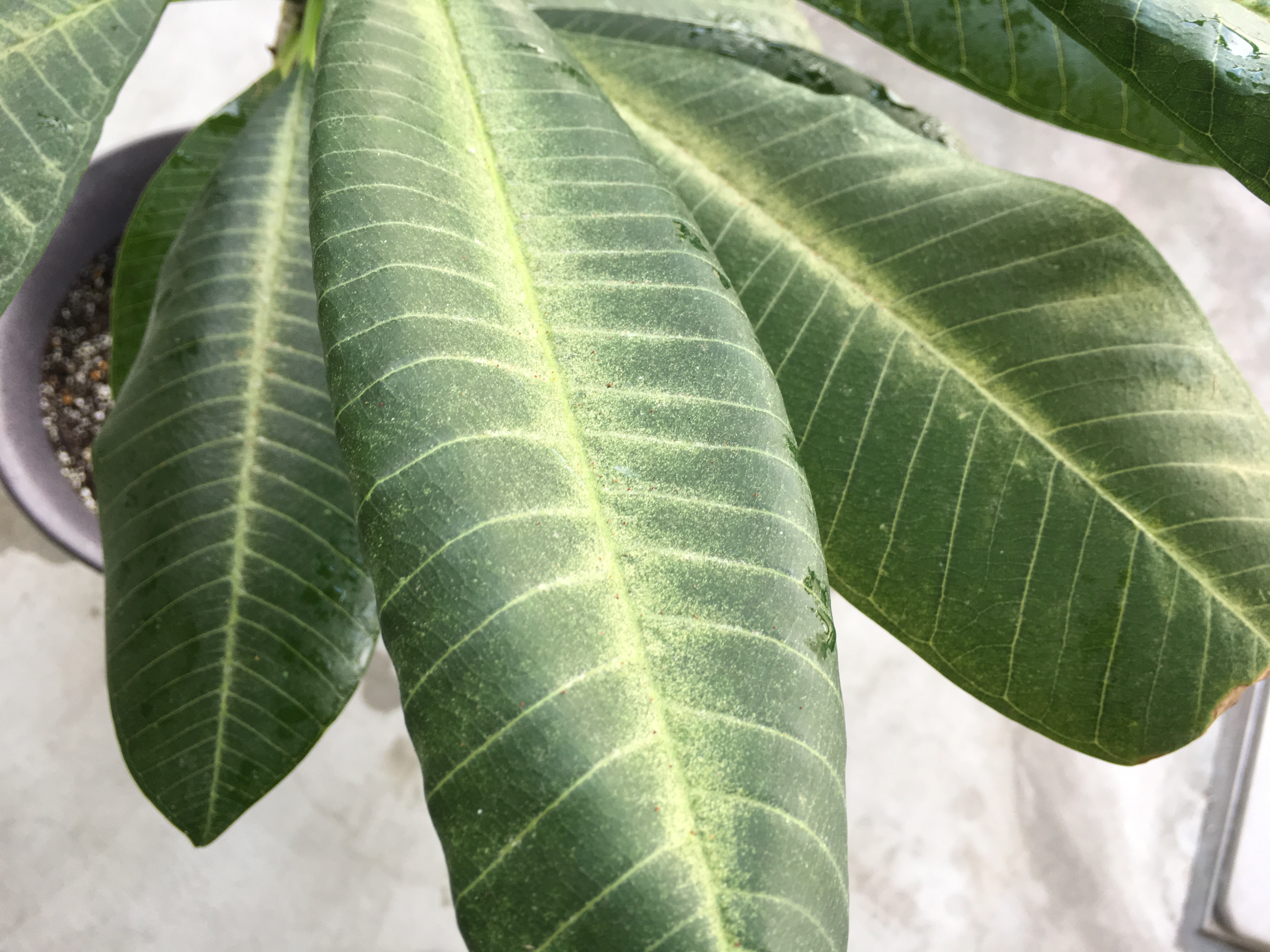 すべての美しい花の画像 最高の観葉植物 ハダニ 駆除