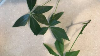 挿し木失敗したので パキラを水差しからの土植えにする方向で Plusplus