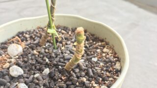 今年の新入り サンスベリアを買ってきた ハイドロから土植えに Plusplus